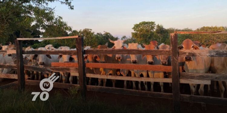 Se reportó el robo de 200 reses en una finca de Arauca, marcando el primer caso de abigeato del año 2024.