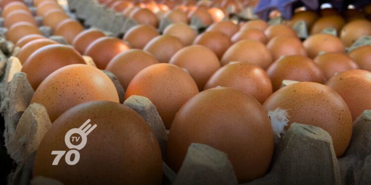 La Federación Nacional de Avicultores de Colombia (Fenavi) analiza la reciente disminución en los precios de huevos en el mercado nacional.