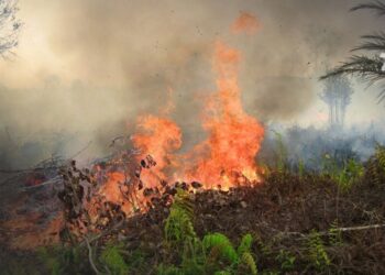 Arauquita concentró mayoría de alertas por deforestación en primer trimestre de 2024
