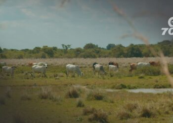 En Tame, se busca mejorar la productividad ganadera para sostener a 100,000 personas, potenciando el impacto económico en Arauca.