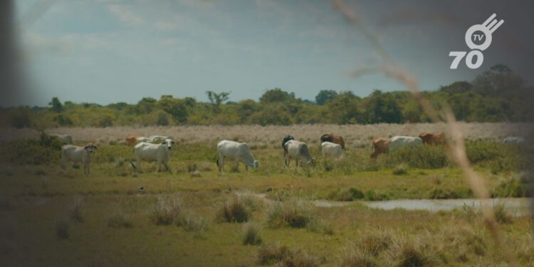 En Tame, se busca mejorar la productividad ganadera para sostener a 100,000 personas, potenciando el impacto económico en Arauca.