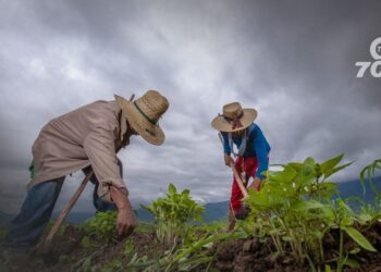 La Sociedad de Agricultores de Colombia alerta sobre un posible aumento en la informalidad laboral en el campo debido a la reforma laboral.