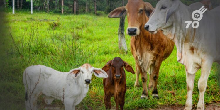 ICA aclaró situación sobre robo de ganado en Arauca