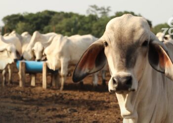 Fedegán advierte que el abigeato y sacrificio clandestino afectan el 40% del sacrificio formal, dañando la cadena cárnica en Colombia.