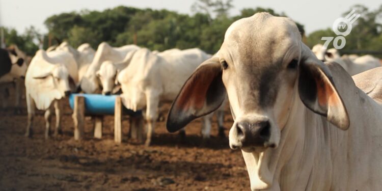 Fedegán advierte que el abigeato y sacrificio clandestino afectan el 40% del sacrificio formal, dañando la cadena cárnica en Colombia.