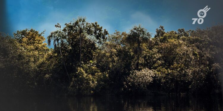 Fundación Corocoras promueve la protección ambiental en Orinoquía en el Día Internacional para la Prevención de la Explotación del Medio Ambiente en Conflictos Armados.