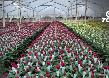 Las flores y productos colombianos con denominación de origen refuerzan su presencia en el mercado internacional, destacando su calidad y reconocimiento global.