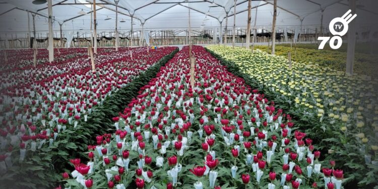 Las flores y productos colombianos con denominación de origen refuerzan su presencia en el mercado internacional, destacando su calidad y reconocimiento global.