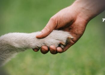 Colegios en Colombia deberán incluir la enseñanza sobre protección animal tras aprobación de la Ley Empatía