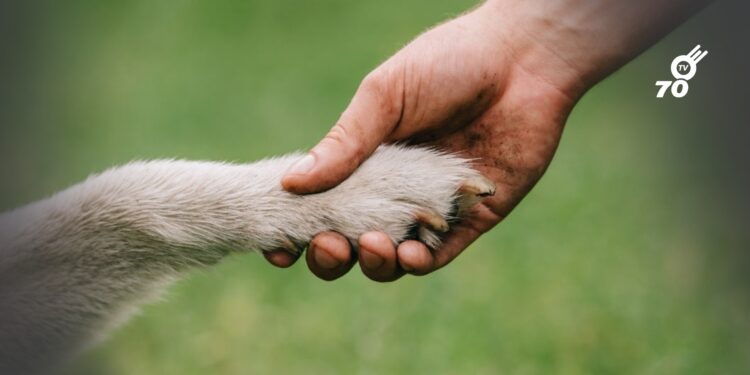 Colegios en Colombia deberán incluir la enseñanza sobre protección animal tras aprobación de la Ley Empatía