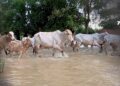 Lluvias dejan más de 27 mil predios afectados y 3.166 bovinos muertos en siete departamentos