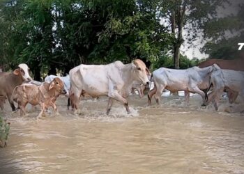 Lluvias dejan más de 27 mil predios afectados y 3.166 bovinos muertos en siete departamentos