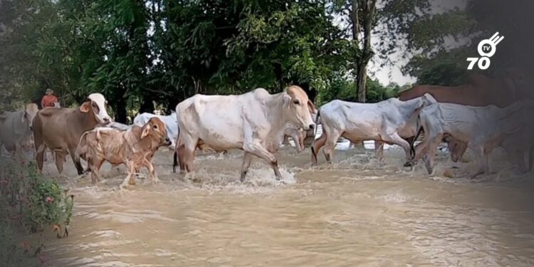Lluvias dejan más de 27 mil predios afectados y 3.166 bovinos muertos en siete departamentos