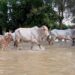 Lluvias dejan más de 27 mil predios afectados y 3.166 bovinos muertos en siete departamentos