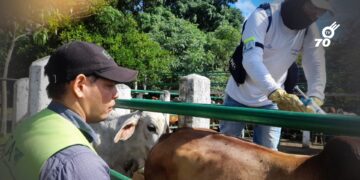 Colombia alcanza 99% de cobertura en vacunación contra fiebre aftosa