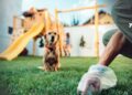 Alcaldía de Arauca lanza campaña para promover la recolección de excrementos de mascotas