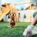 Alcaldía de Arauca lanza campaña para promover la recolección de excrementos de mascotas