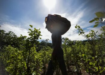 Informe de diario francés relaciona la “Paz Total” con aumento de cocaína en Colombia