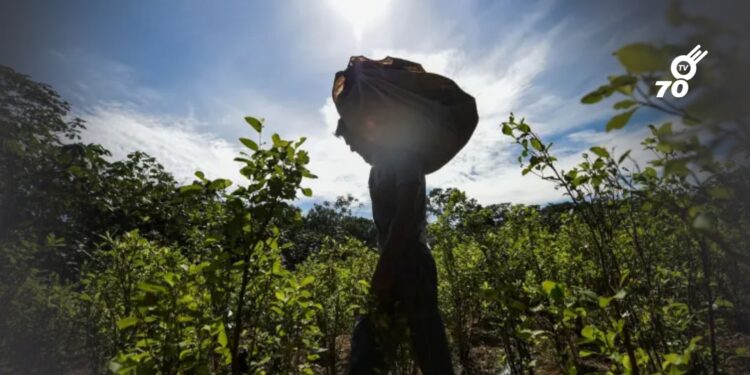 Informe de diario francés relaciona la “Paz Total” con aumento de cocaína en Colombia