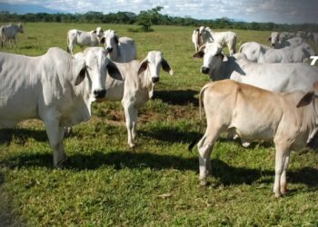 Congreso aprobó ley para garantizar ganadería libre de deforestación en Colombia