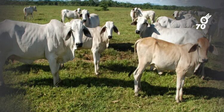 Congreso aprobó ley para garantizar ganadería libre de deforestación en Colombia