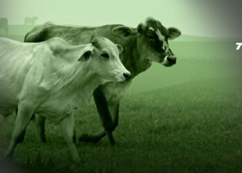 La ley del ganado sostenible: ¿protección ambiental o arquitectura de control?
