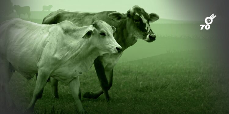 La ley del ganado sostenible: ¿protección ambiental o arquitectura de control?