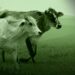 La ley del ganado sostenible: ¿protección ambiental o arquitectura de control?