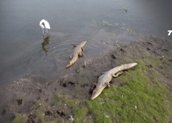 Denuncian muerte de 16 caimanes llaneros bajo cuidado humano; MinAmbiente anuncia ruta de recuperación