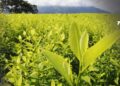 Colombia cerró 2024 con 261.000 hectáreas de coca: el informe que tardó casi un año en publicarse