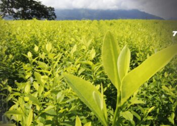 Colombia cerró 2024 con 261.000 hectáreas de coca: el informe que tardó casi un año en publicarse