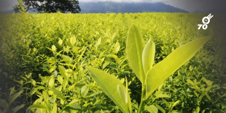 Colombia cerró 2024 con 261.000 hectáreas de coca: el informe que tardó casi un año en publicarse