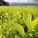 Colombia cerró 2024 con 261.000 hectáreas de coca: el informe que tardó casi un año en publicarse